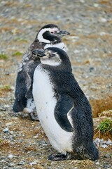 Vertical shot of African Penguins (Spheniscus demersus) standing in a field in Chile