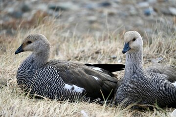 Closeup of a pair of upland geese on the ground with a blurry background