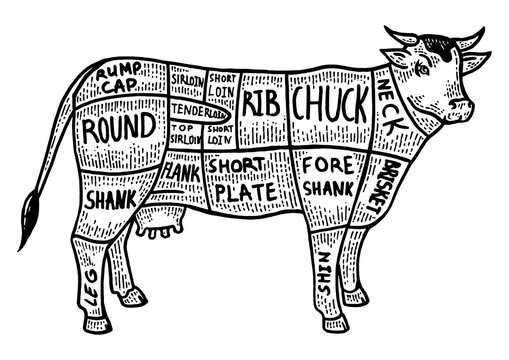 Meat diagram cow sketch engraving PNG illustration with transparent background