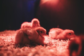 Closeup shot of multiple adorable chicks in a brooder under the red light - obrazy, fototapety, plakaty