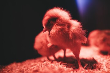 Closeup shot of a cute chick in a brooder under a red light on an isolated background © Black Beard1/Wirestock Creators