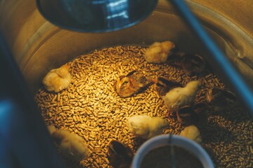 High angle shot of colorful chicks in a brooder under a yellow light, concept of industry © Black Beard1/Wirestock Creators