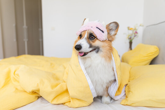 cute corgi dog in a mask for sleeping on the bed, large portrait, lifestyle, cute pet photos