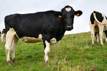 Herd of  dairy cow. It is a Holstein Friesian breed cow used for the dairy industry.