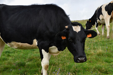 Herd of  dairy cow. It is a Holstein Friesian breed cow used for the dairy industry.