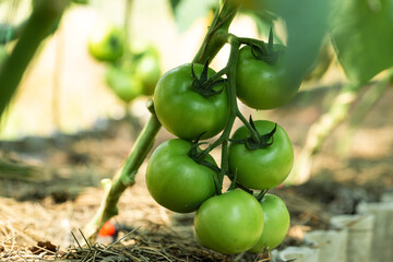 Growing tomatoes in high beds inside a greenhouse. Farming, drip irrigation.
