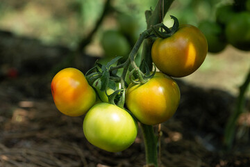 Growing tomatoes in high beds inside a greenhouse. Farming, drip irrigation.