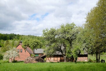Rural scenery with a farm and flowering fruit trees on a sunny day. A barn with half-timbered construction. Around Bytow, Kashubia, Poland