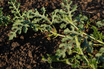 Melon plant  growing vegetables garden organic food