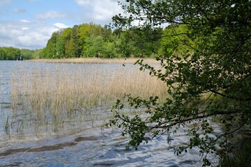 Beautiful green scenery of lake on a sunny spring day - Cechynskie Lake, Natura 2000 area, Bytowskie Lobelia Lakes, Kashubia, Poland