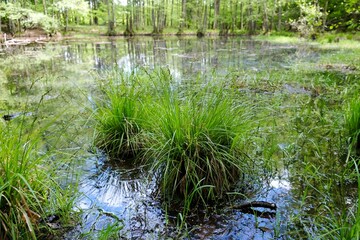 Beautiful green scenery of forest lakes on a sunny spring day - Natura 2000 area - Bytow lobelia lakes, Kashubia, Poland