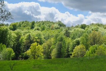 Scenery of beautiful green forest on edge of a green meadow.