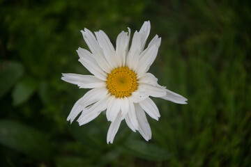 Obraz premium une fleur de reine marguerite