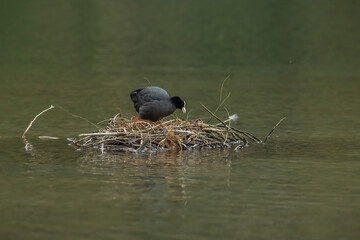 Coot