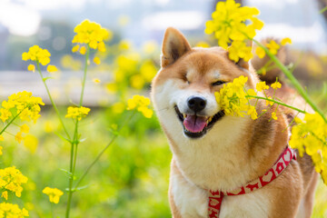 菜の花畑で散歩する片目の柴犬