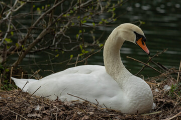 Swan