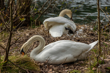 Swan