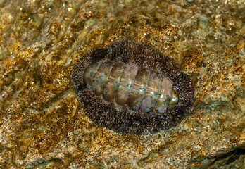 Vaillants chiton (Acanthopleura vaillanti), scraping algae from corals. Red Sea, Egypt