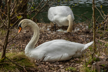 Swan
