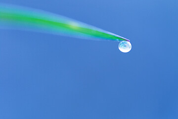 dewdrops hanging from the end of life