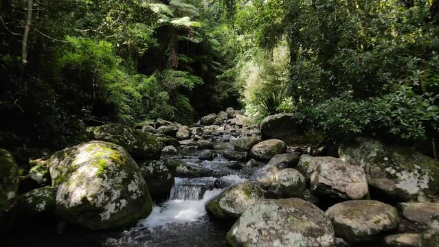 Tranquil rainforest creek system flowing deep into a lush tropical jungle backdrop. Slow moving drone