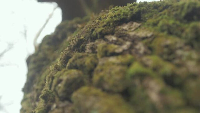 Moss growth on old Irish Oak tree Descending Gimbal Shot