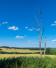 Fototapeta na wymiar Tall dry old tree and broken trunk in scenic summer landscape with white clouds on a blue sky. Bare damaged trees in green nettles with nature background of forests and yellow fields. Climate changes.