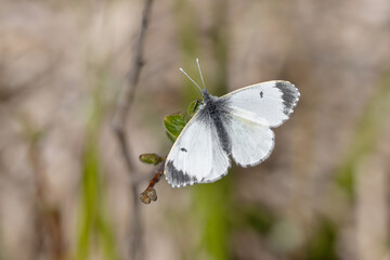 Female Orange tip butterfly (Anthocharis cardamines) close-up