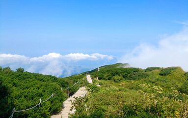 Fototapeta na wymiar 鳥取県大山（弥山）山頂付近の木道とダイセンキャラボク