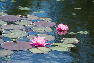 初夏の池に咲くピンクのスイレン

