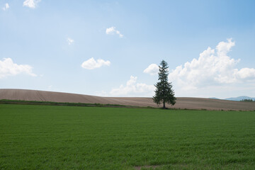Fototapeta na wymiar 春の畑の中に立つマツの木 