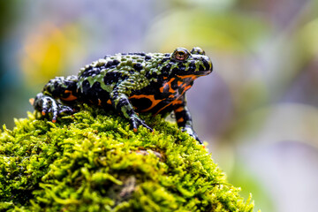 The fire-bellied toads are a group of six species of small frogs belonging to the genus Bombina.