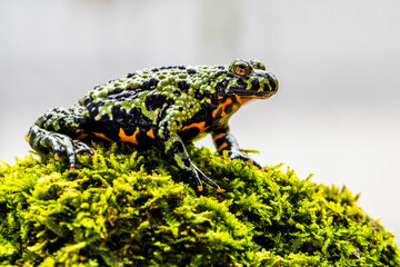 The fire-bellied toads are a group of six species of small frogs belonging to the genus Bombina.