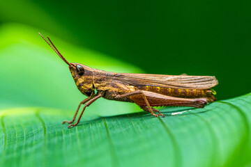 Grasshoppers are insects with long, powerful back legs which they use for jumping