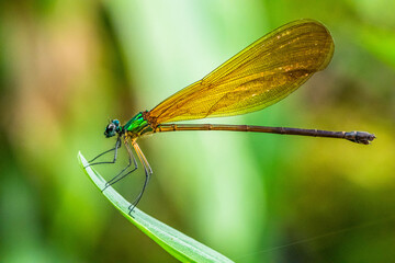Damselflies are insects in the order Odonata.[1] They are similar to dragonflies, but are in a...