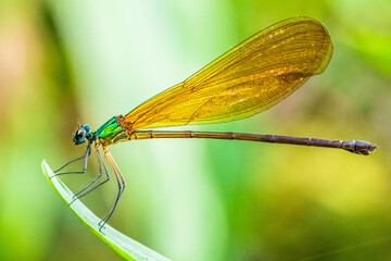 Damselflies are insects in the order Odonata.[1] They are similar to dragonflies, but are in a separate suborder, the Zygoptera
