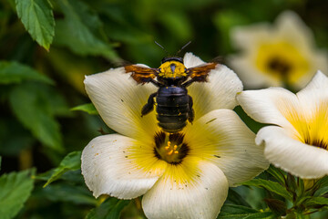 Carpenter bees are species in the genus Xylocopa of the subfamily Xylocopinae