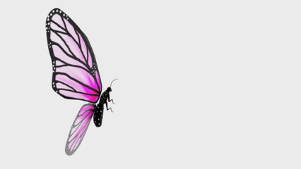Obraz na płótnie Canvas illustration of a butterfly