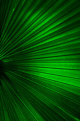 beautiful background texture of green palm leaf close up. Bright green. Vertical image.