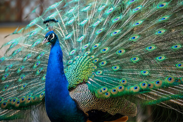 Blue peacock with a beautiful open tail in a park in Prague - 589489379