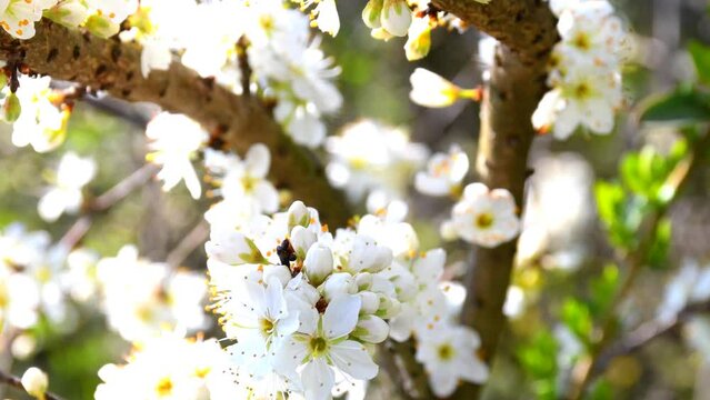 Blackthorn blossom in spring in Germany with camera drive