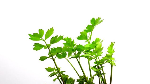   Lovage, spice and medicinal herb with green leaves