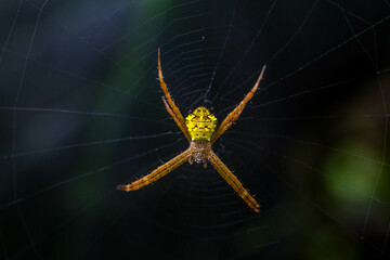 Spiders (order Araneae) are air-breathing arthropods that have eight legs, chelicerae with fangs generally able to inject venom, and spinnerets that extrude silk