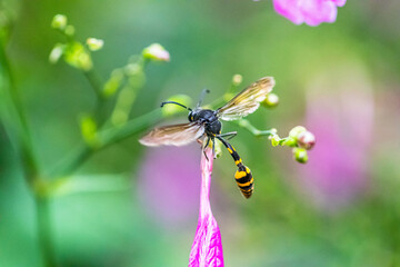 A wasp is any insect of the narrow-waisted suborder Apocrita of the order Hymenoptera which is neither a bee nor an ant