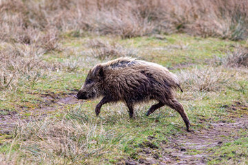 Wildschwein Überläufer.