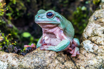 The Australian green tree frog (Ranoidea caerulea), also known as simply green tree frog in Australia, White's tree frog, or dumpy tree frog