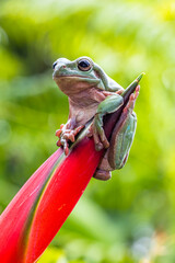 The Australian green tree frog (Ranoidea caerulea), also known as simply green tree frog in Australia, White's tree frog, or dumpy tree frog