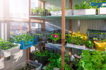 Fototapeta na wymiar Growing flower seedlings at home, on the balcony. Seedling of petunias. Plant business. Hobby.