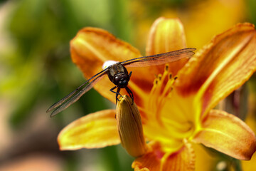 Duża ważka Odonata przysiadła na pomarańczowym kwiatku lili Lilium - obrazy, fototapety, plakaty