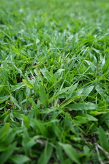 Big green grass behind the house